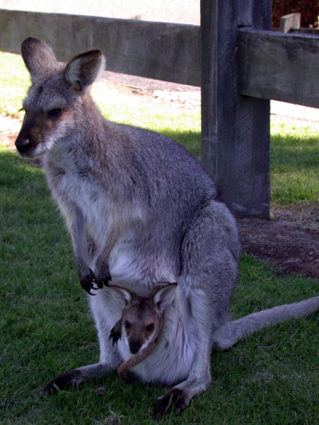 Wallaby